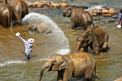 Sri Lanka - Pinnawala.